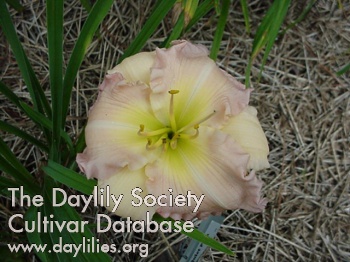 Daylily Quiet Pink